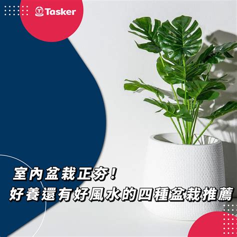 房間可以放盆栽嗎|房間裡可以放植物嗎？利弊分析與建議 